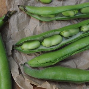 BROAD BEANS