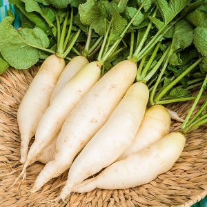WHITE RADISH