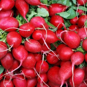 RED RADISH