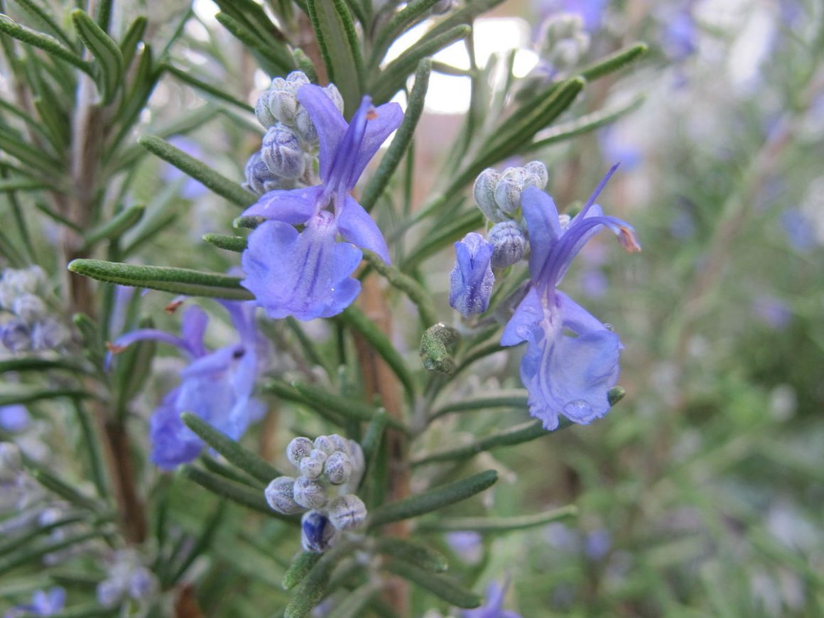 OUR ROSEMARY