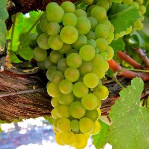 WHITE GRAPES