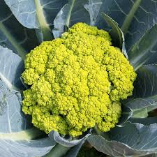 GREEN CAULIFLOWER