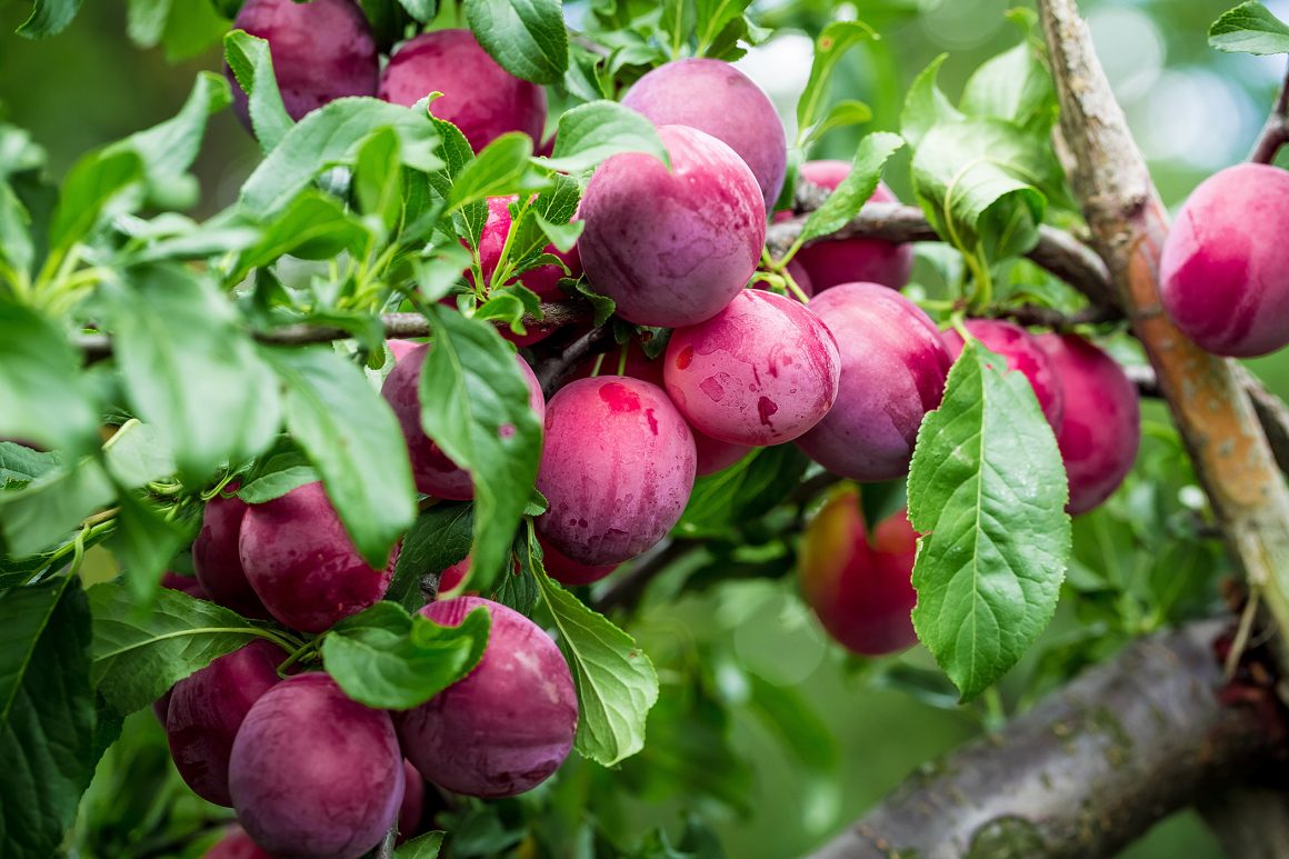PLUM: PURPLE