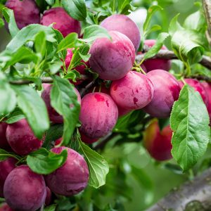 PLUM: PURPLE
