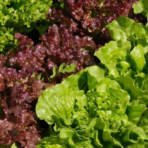 RED LEAF LETTUCE