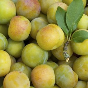 PLUM: PALE YELLOW-GREEN