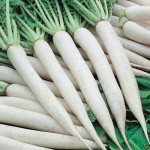 WHITE Radish