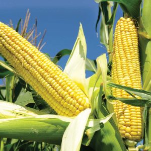 CORN