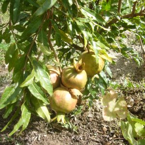 WHITE Pomegranate WHITE Pomegranate