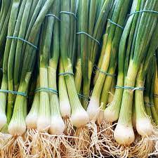SPRING ONION