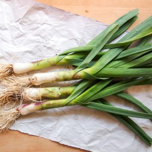 SPRING GARLIC