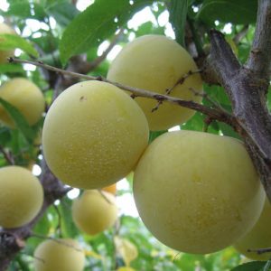 Pale Yellow-Green Plum Pale Yellow-Green Plum
