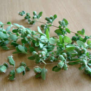 OUR OREGANO